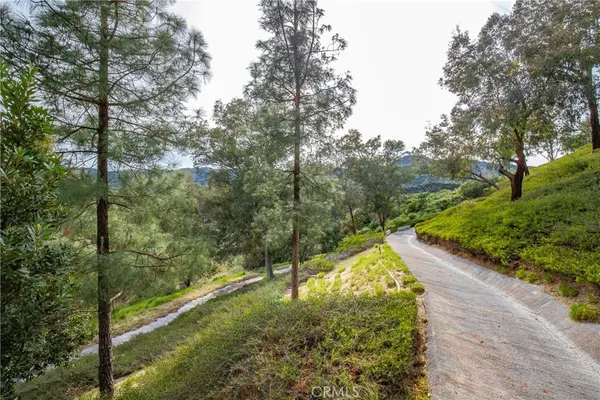 a view of a forest with a yard