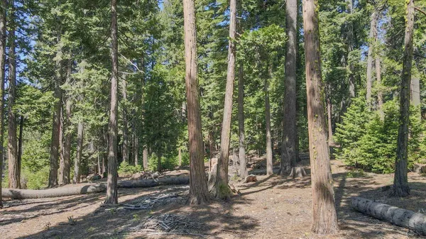 a view of a forest with trees