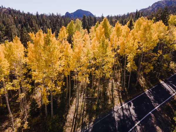 a backyard of a house with a tree and fence