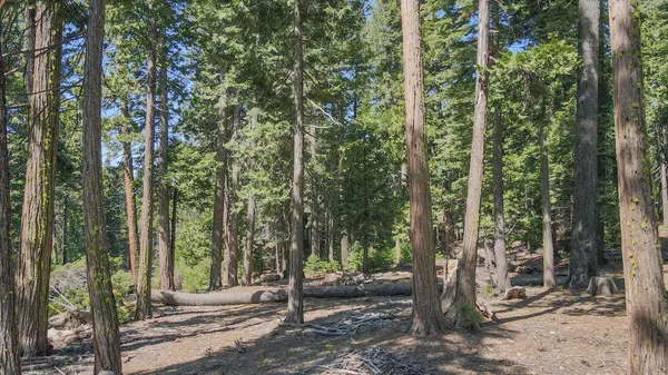 a view of a forest with trees