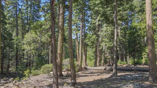a view of a park that has large trees