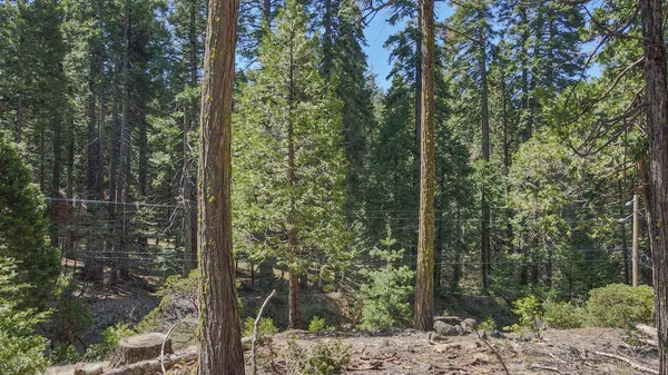 a view of a forest with trees