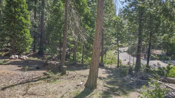 a view of a forest filled with trees
