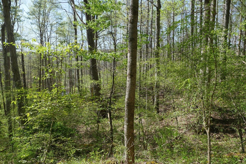 Tbd Camp Road Sugar Grove, VA 24375 - Photo 56 of 67 Gallery Image 56