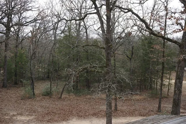 a view of a forest filled with trees
