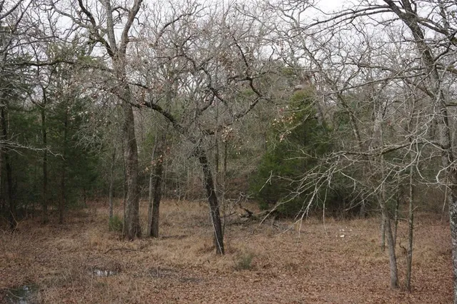 a view of a forest filled with trees
