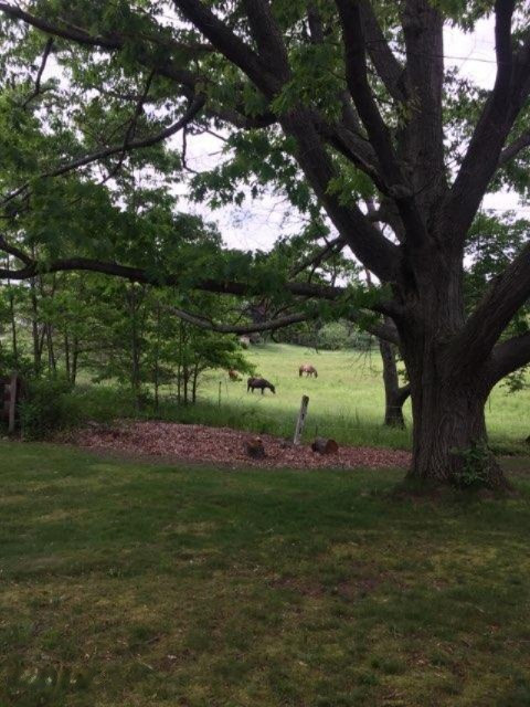 18003 Dogwood Drive Spring Lake, MI 49456 - Photo 3 of 65 IMG_0726dogwood
