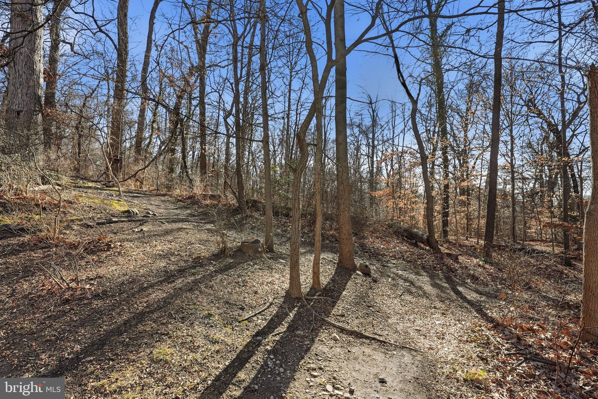 4100 W Street Northwest, Unit 203 Washington, DC 20007 - Photo 18 of 18 a view of a yard with trees