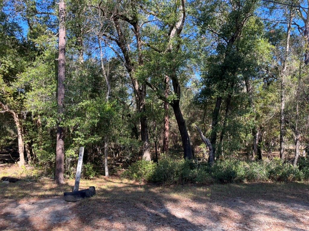 North Road Altoona, FL 32702 - Photo 3 of 5 a view of tree
