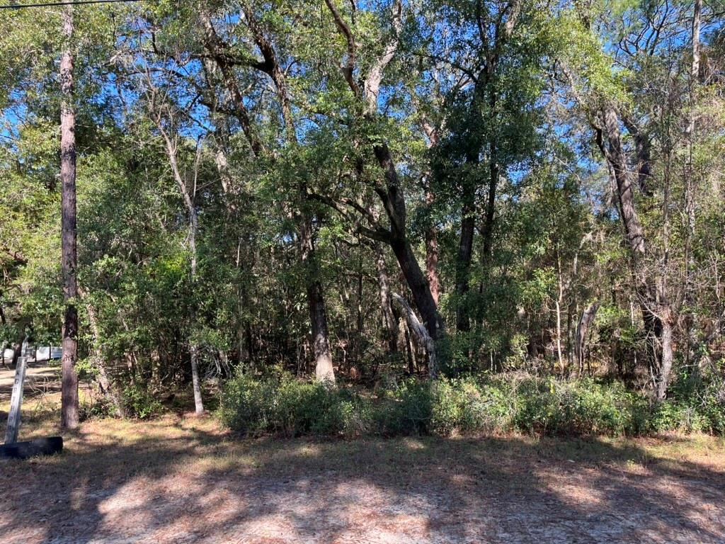 North Road Altoona, FL 32702 - Photo 4 of 5 a view of outdoor space with trees