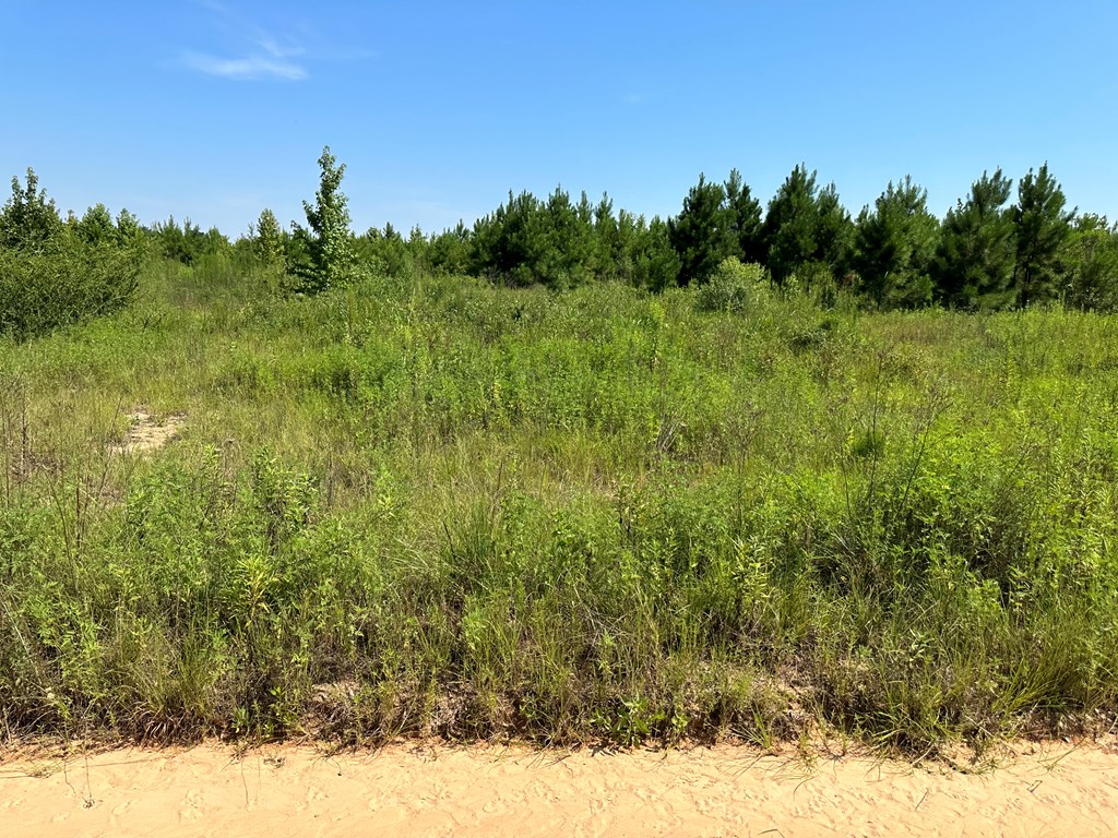 5-acres Old Elba Road Coffee Springs, AL 36318 - Photo 2 of 18