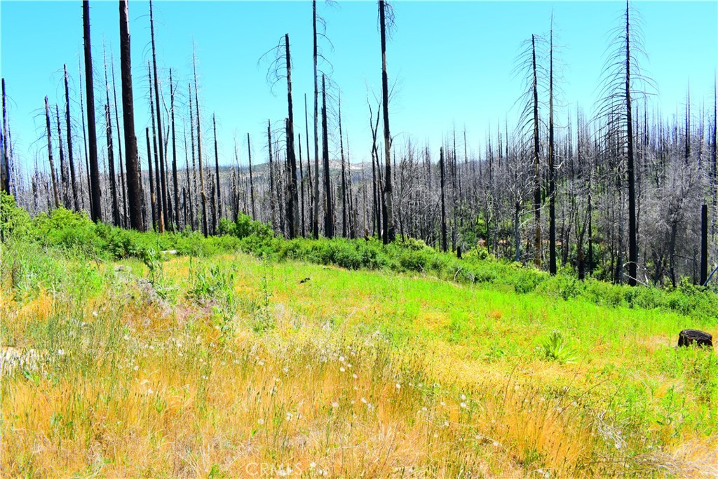 461 Milsap Bar Road Berry Creek, CA 95916 - Photo 10 of 18