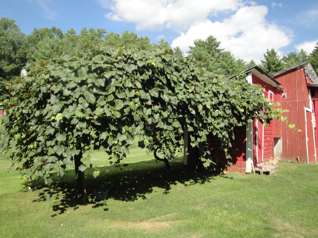 125 Rr 1 Dunmore, WV 24934 - Photo 7 of 41 Grape Arbor