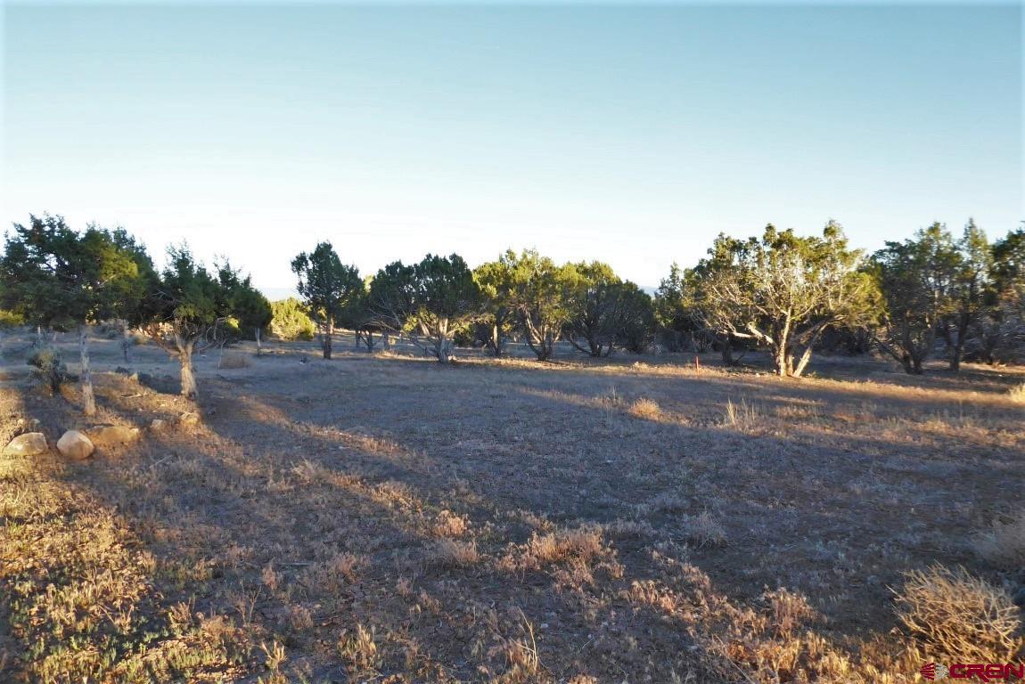 25352 Cedar Mesa Road Cedaredge, CO 81413 - Photo 29 of 32 a view of dirt field with large trees