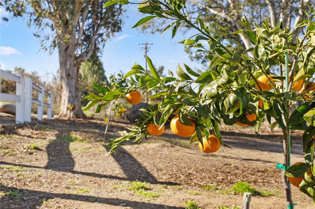 17465 Santa Rosa Mine Road Perris, CA 92570 - Photo 40 of 51 fruit trees