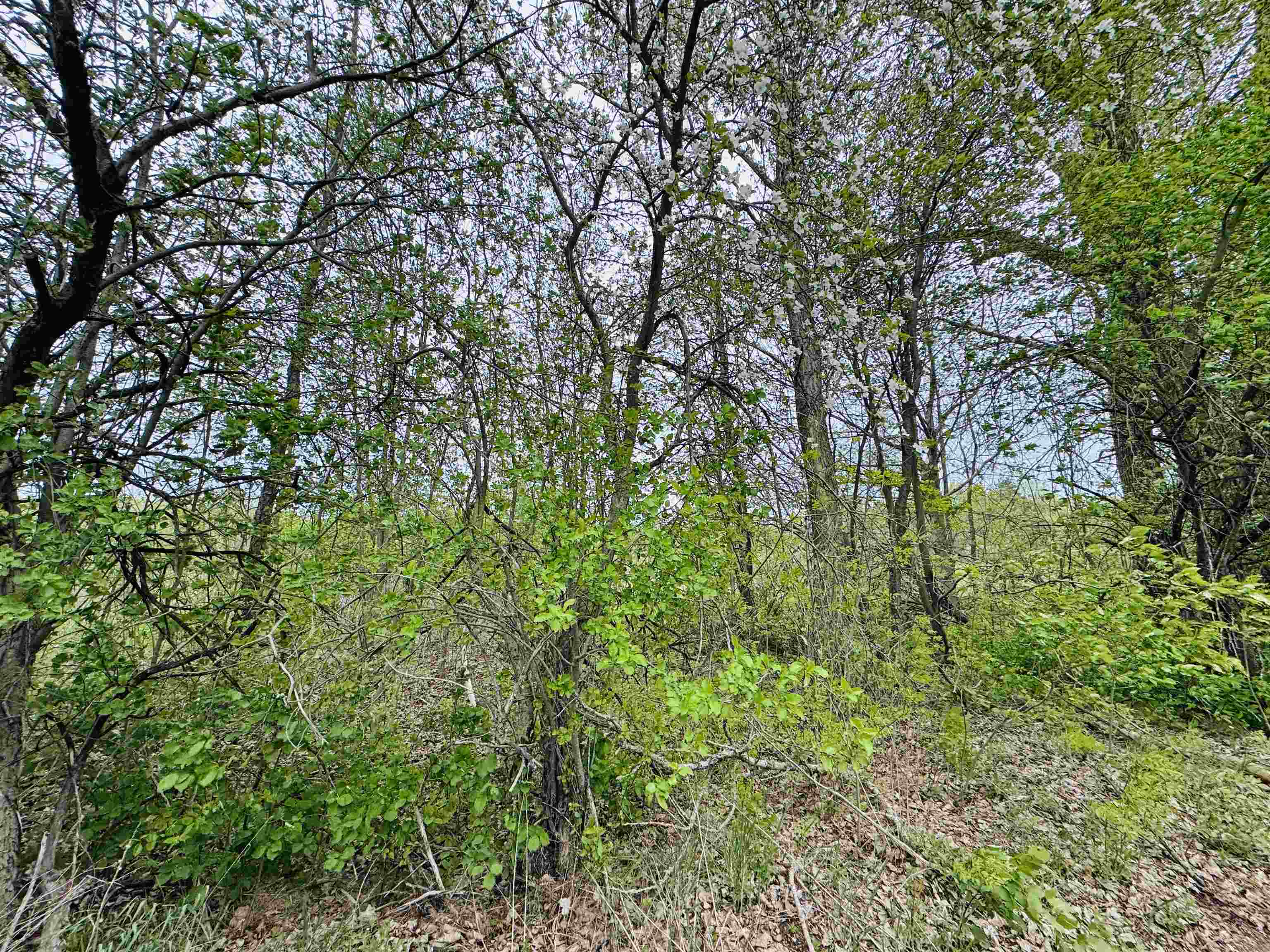 Parcel B2 Bosscher Road Manton, MI 49663 - Photo 11 of 13