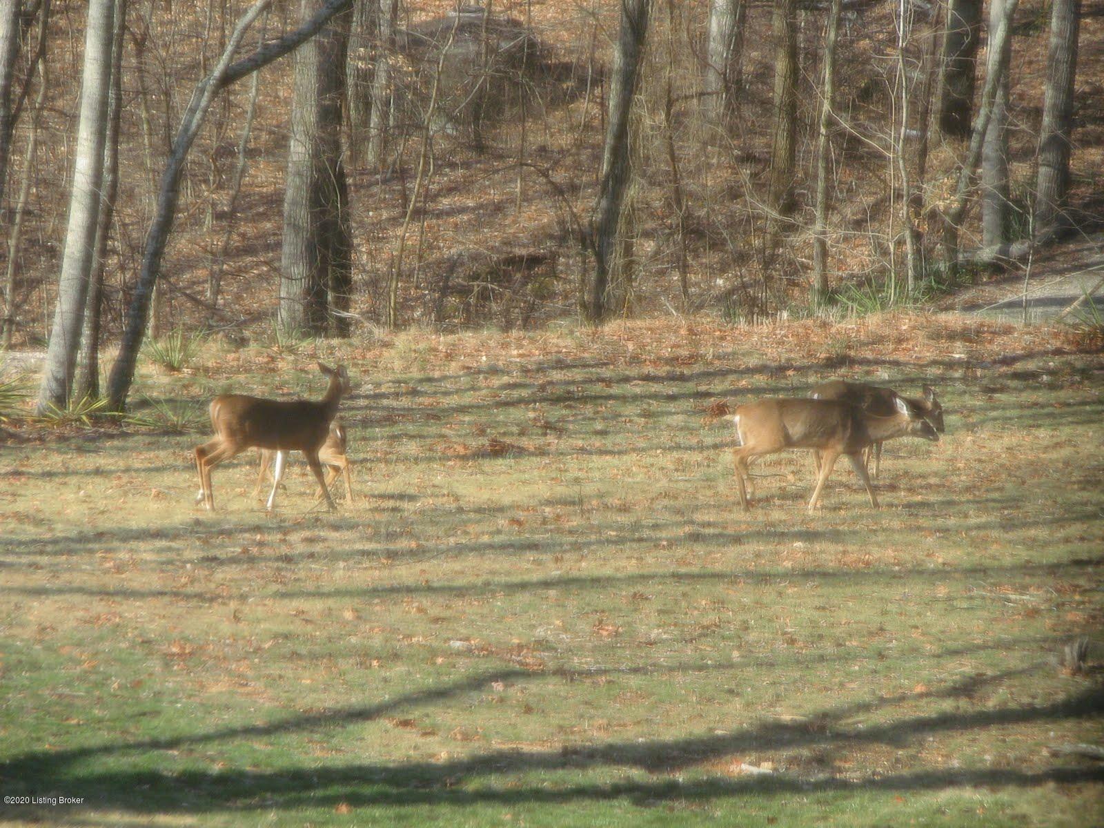 1564 High Ridge Road Middleburg, KY 42541 - Photo 23 of 37 1564 High Ridge RdPhoto27.jpg
