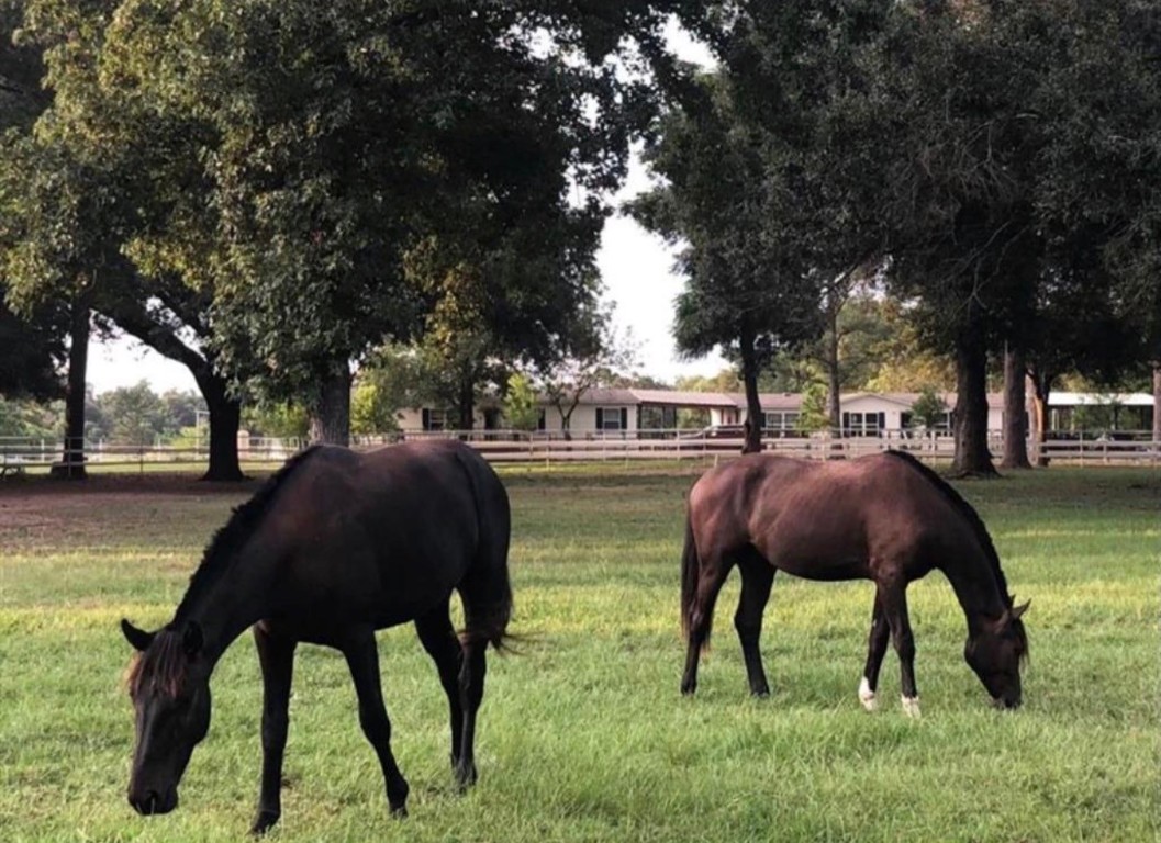 26427 1/2 Dobbin-Huffsmith Road Magnolia, TX 77354 - Photo 2 of 24
