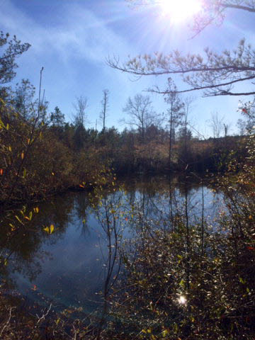 20932 Earl Phillips Road Little River, AL 36550 - Photo 8 of 17