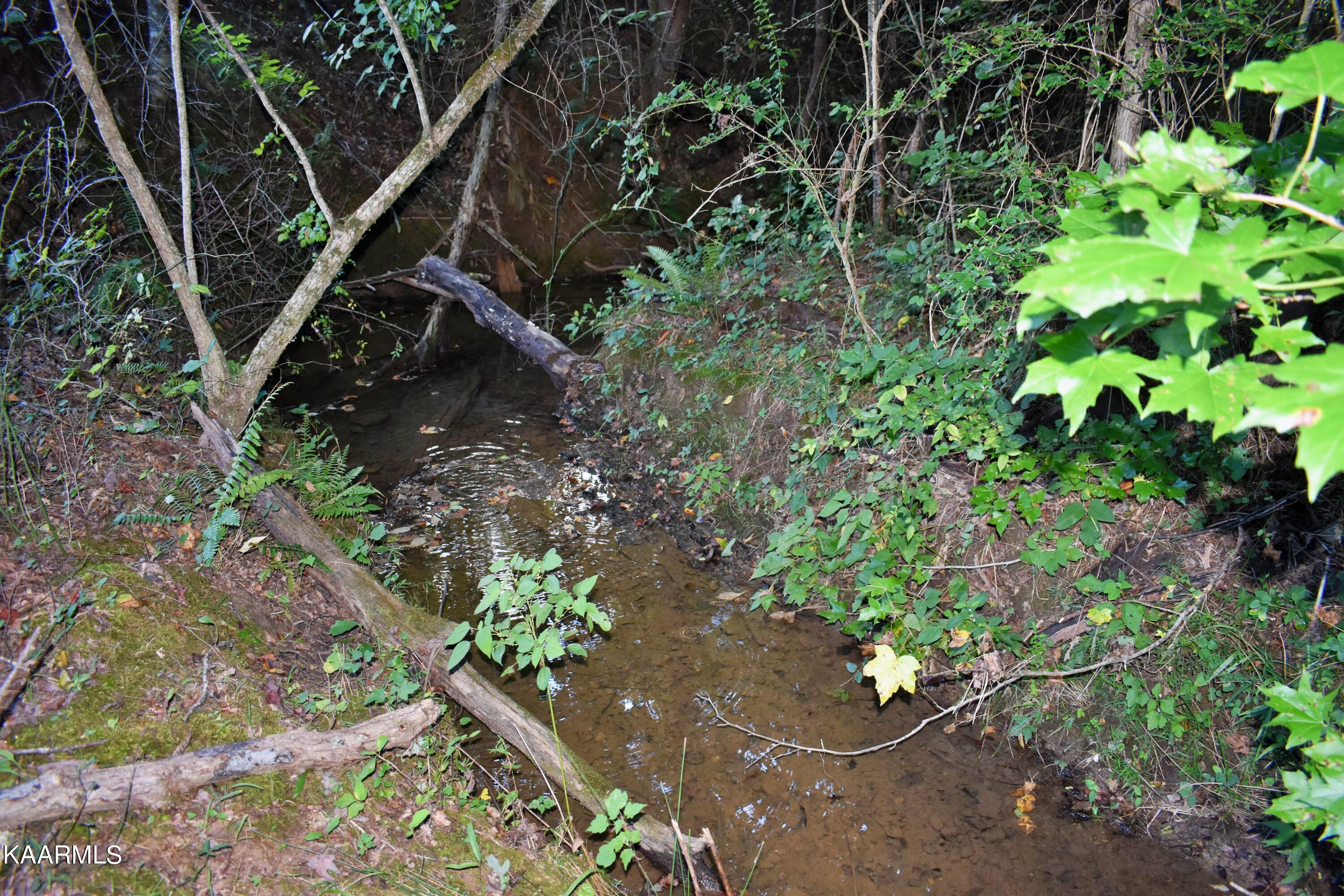 4354 Wolf Creek Road Spring City, TN 37381 - Photo 5 of 60 DSC_0524