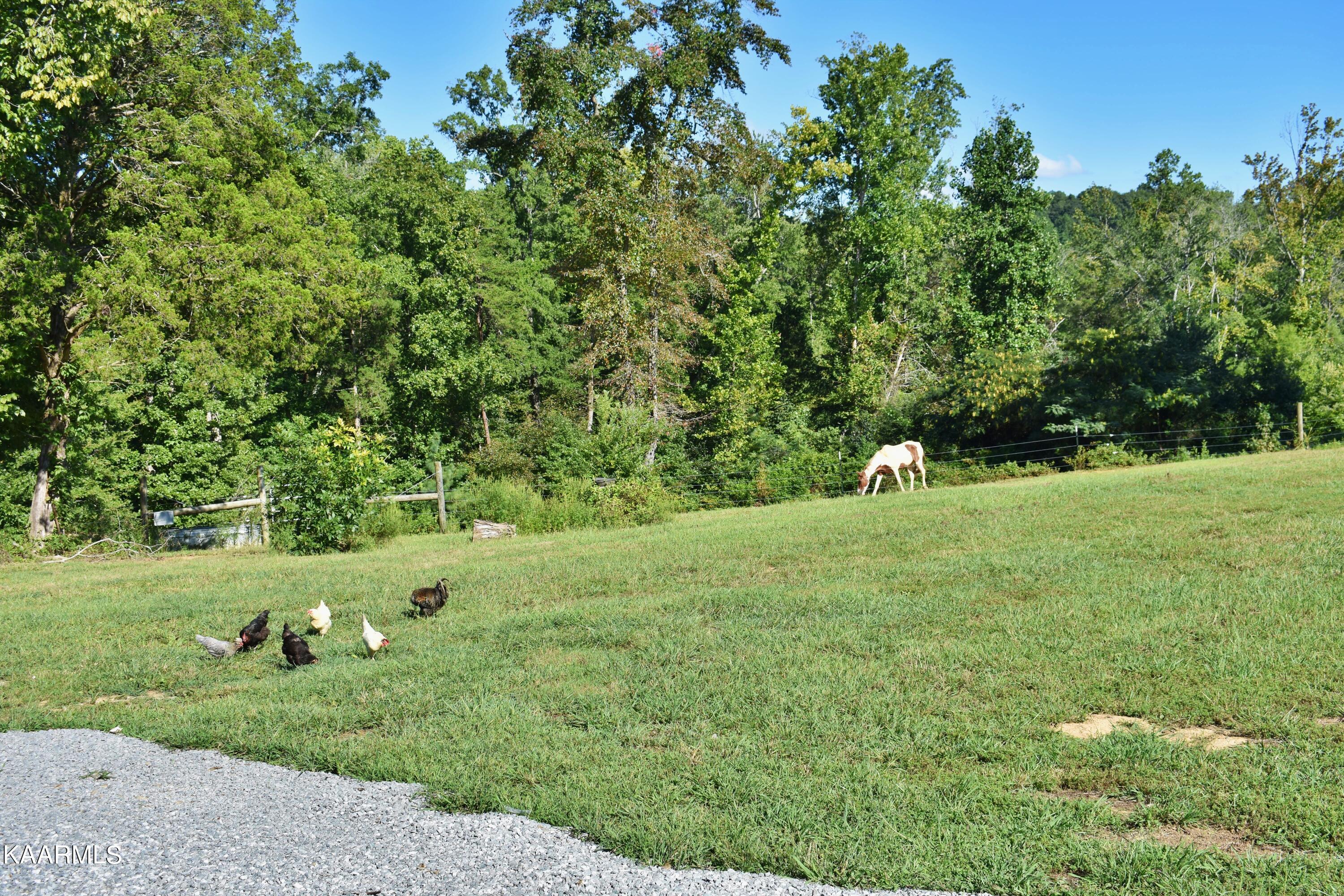 4354 Wolf Creek Road Spring City, TN 37381 - Photo 6 of 60 DSC_0492