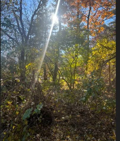 a view of a tree in a yard
