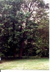 5481 Farnsworth Road Brethren, MI 49619 - Photo 4 of 4 Additional Photo