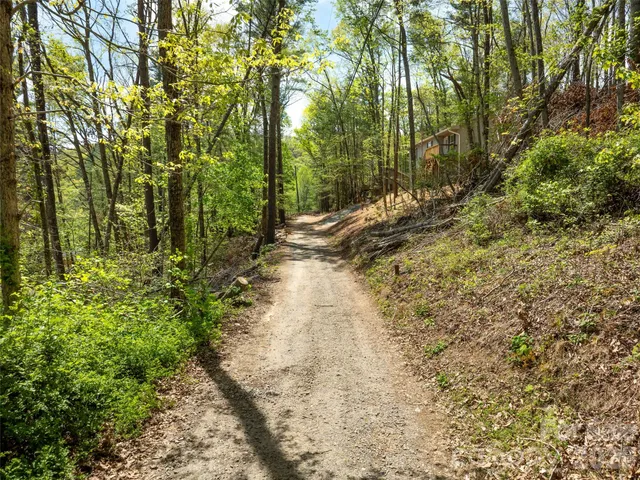 a view of a lush green forest with a street