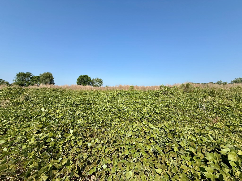 1.0-acre Hollis Dairy Road Newton, AL 36352 - Photo 3 of 6