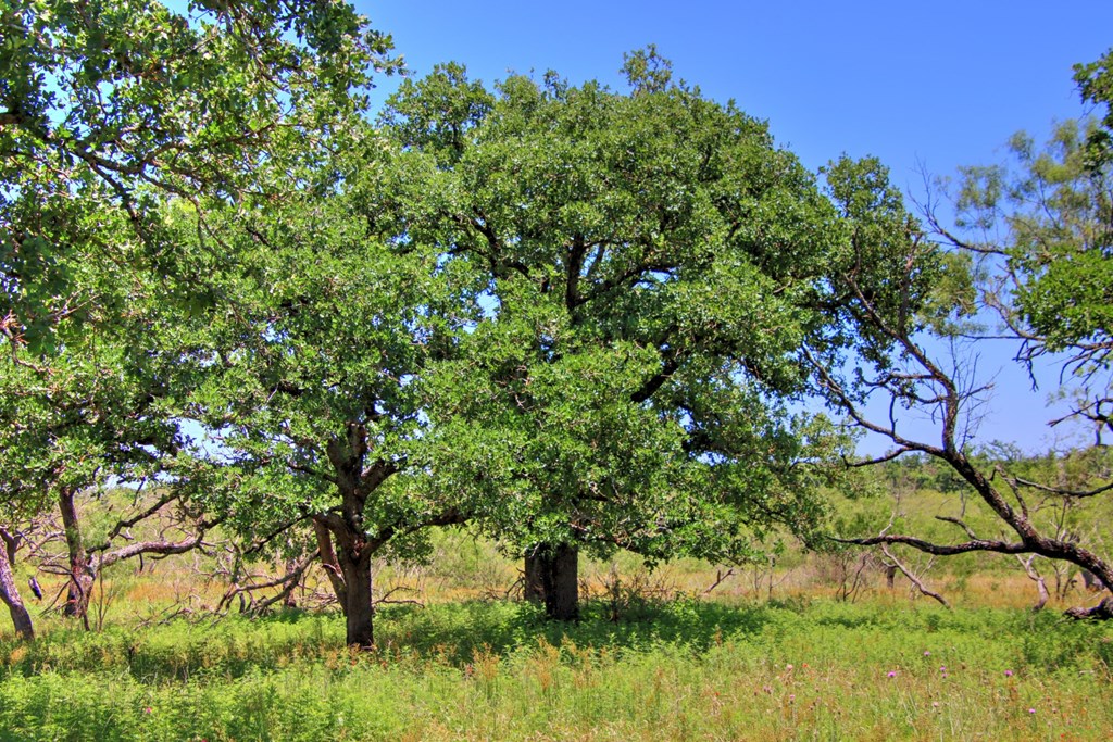 Lot 2 East Ranch Road, Unit 2 Fredericksburg, TX 78624 - Photo 4 of 15