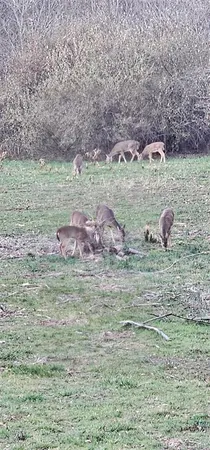 $300,000 | 1442 Woburn Avenue, Greenville, IL 62246