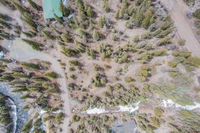 a view of a forest with a tree