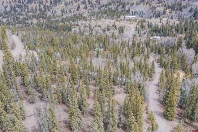 a view of a forest with a tree