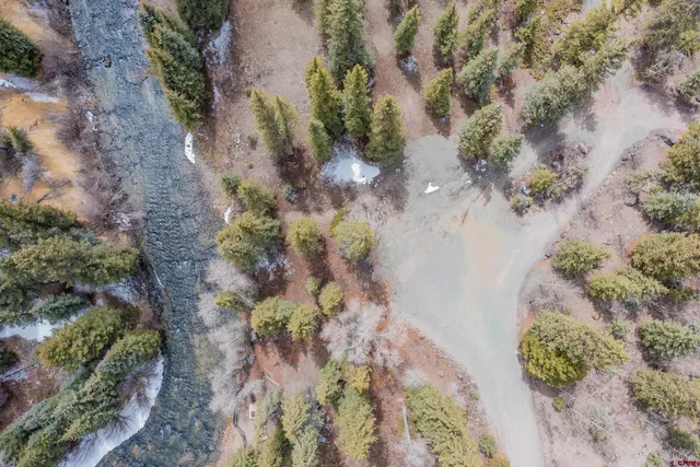 a plant with lots of trees