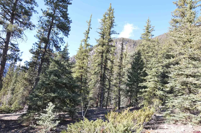 a view of a forest with a tree