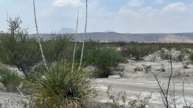 a view of a garden with a lake