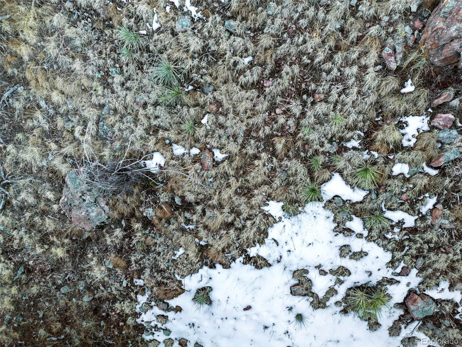 Ridge Road Evergreen, CO 80439 - Photo 17 of 22 a view of a tree