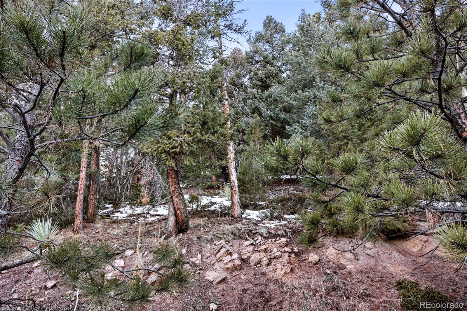 Ridge Road Evergreen, CO 80439 - Photo 18 of 22 a view of a forest with trees