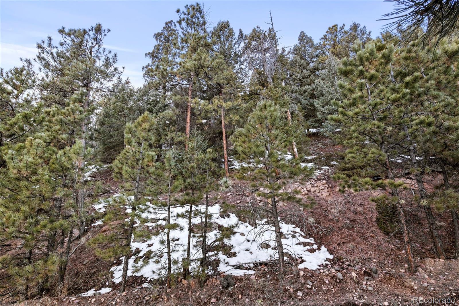 Ridge Road Evergreen, CO 80439 - Photo 19 of 22 a view of a yard with a tree