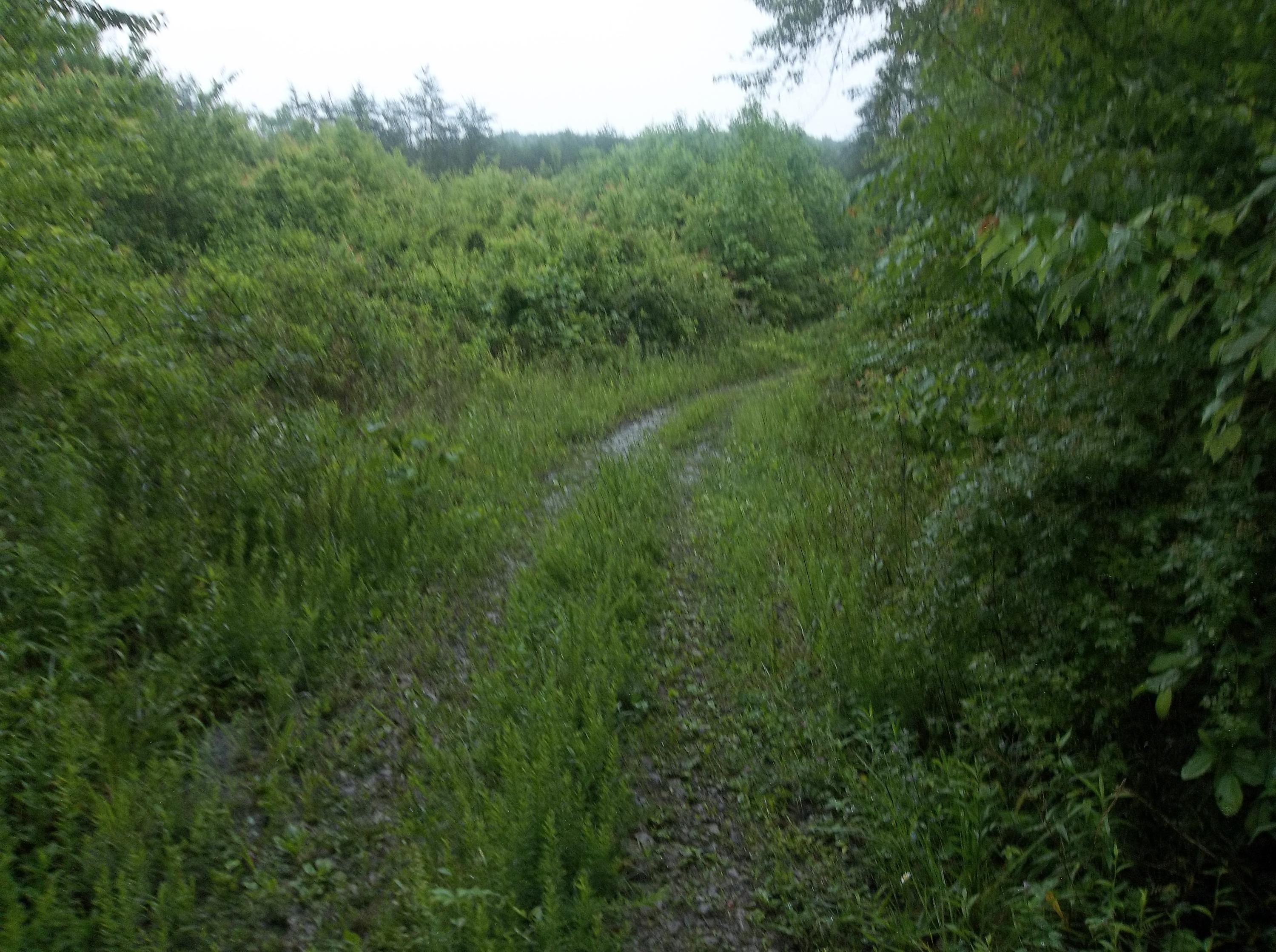 0 Barker Road Palmer, TN 37365 - Photo 17 of 49 100_4374