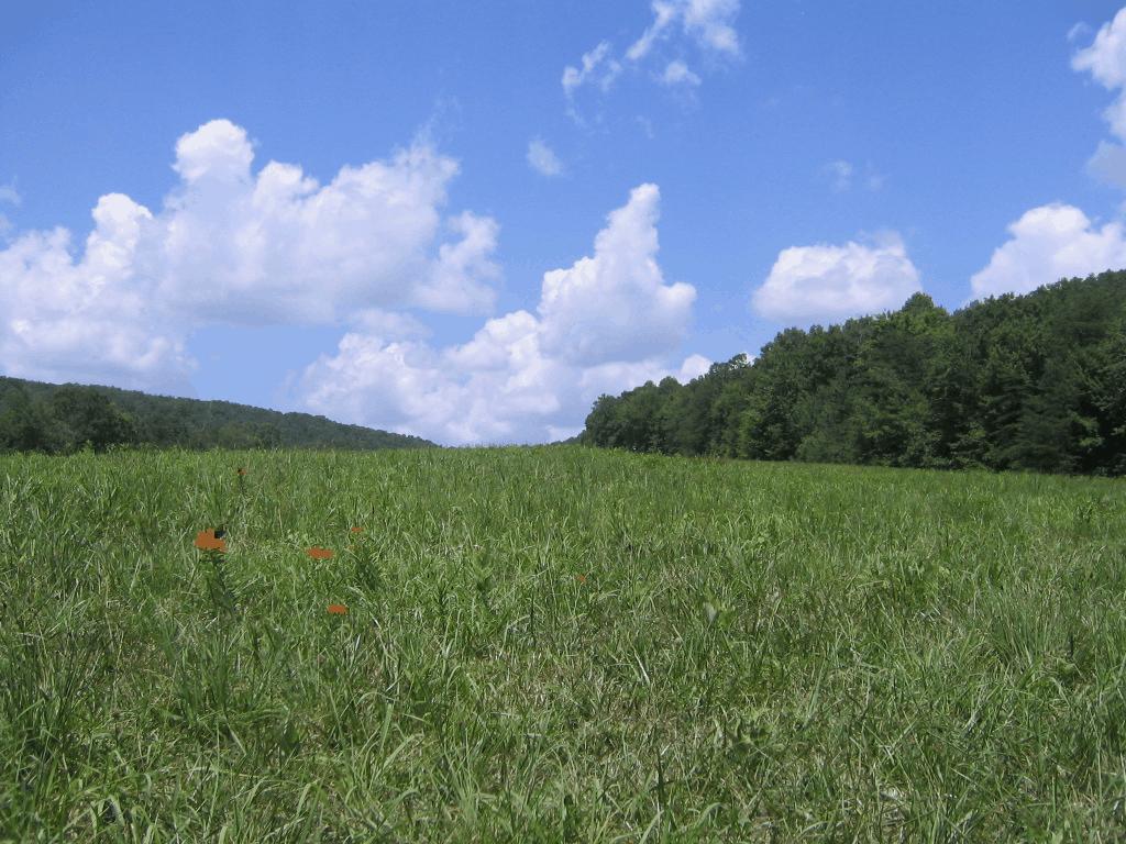 0 Barker Road Palmer, TN 37365 - Photo 3 of 49 9backPasture