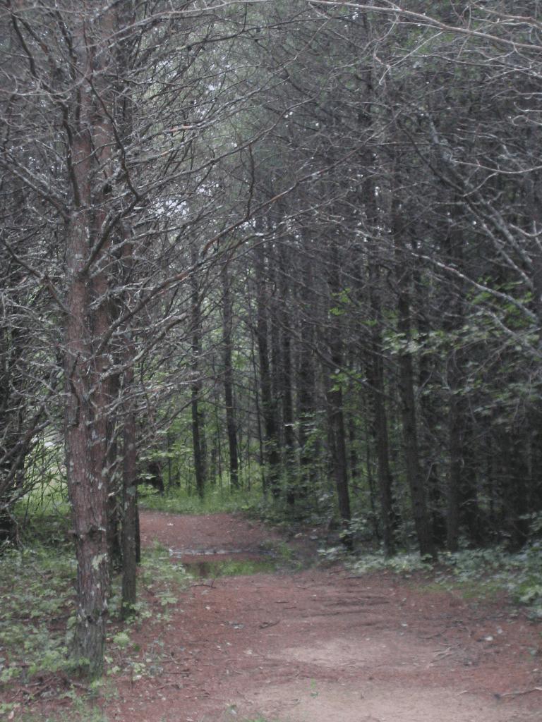 0 Barker Road Palmer, TN 37365 - Photo 34 of 49 7trail2
