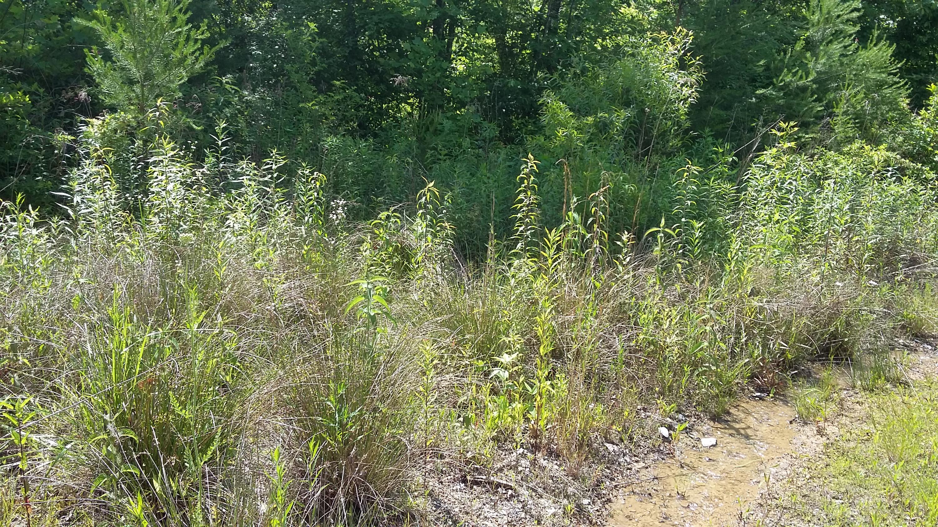 0 Barker Road Palmer, TN 37365 - Photo 36 of 49 20170608_102826