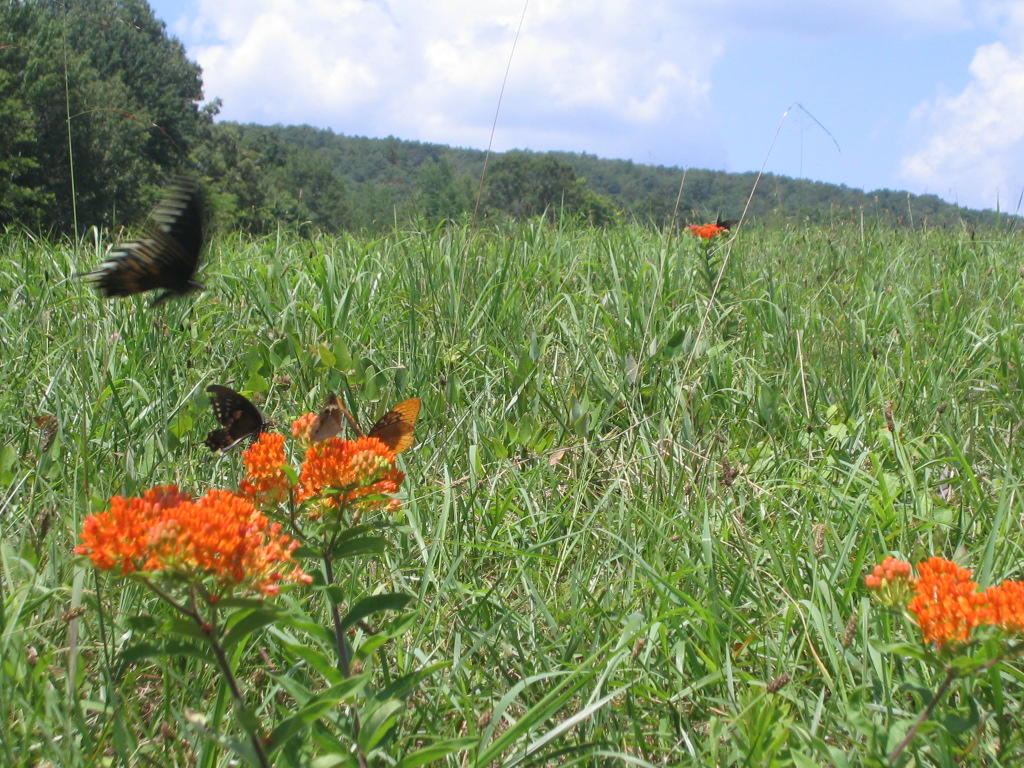 0 Barker Road Palmer, TN 37365 - Photo 49 of 49 Pasture on 60 wild life