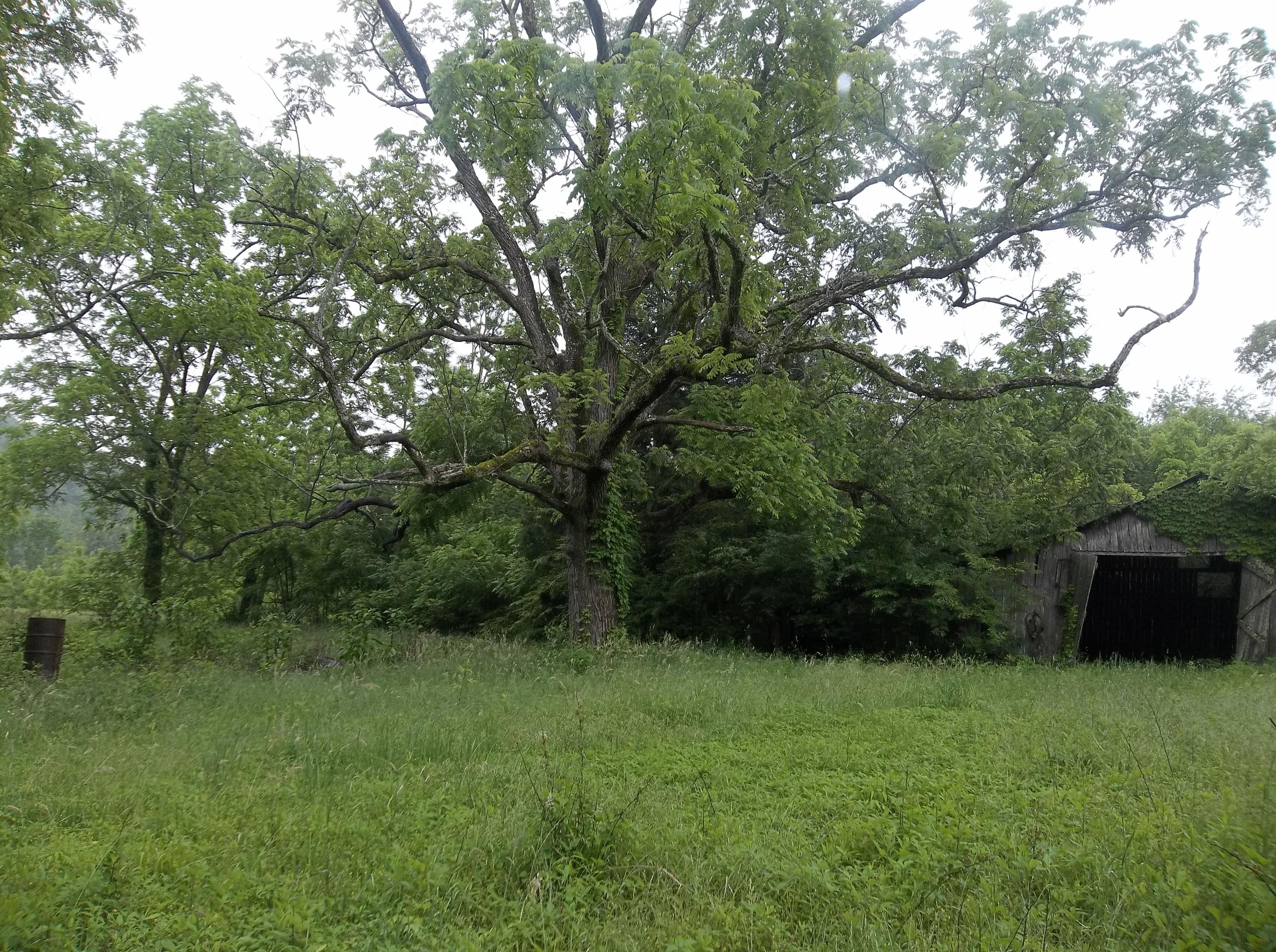 0 Barker Road Palmer, TN 37365 - Photo 7 of 49 100_4364