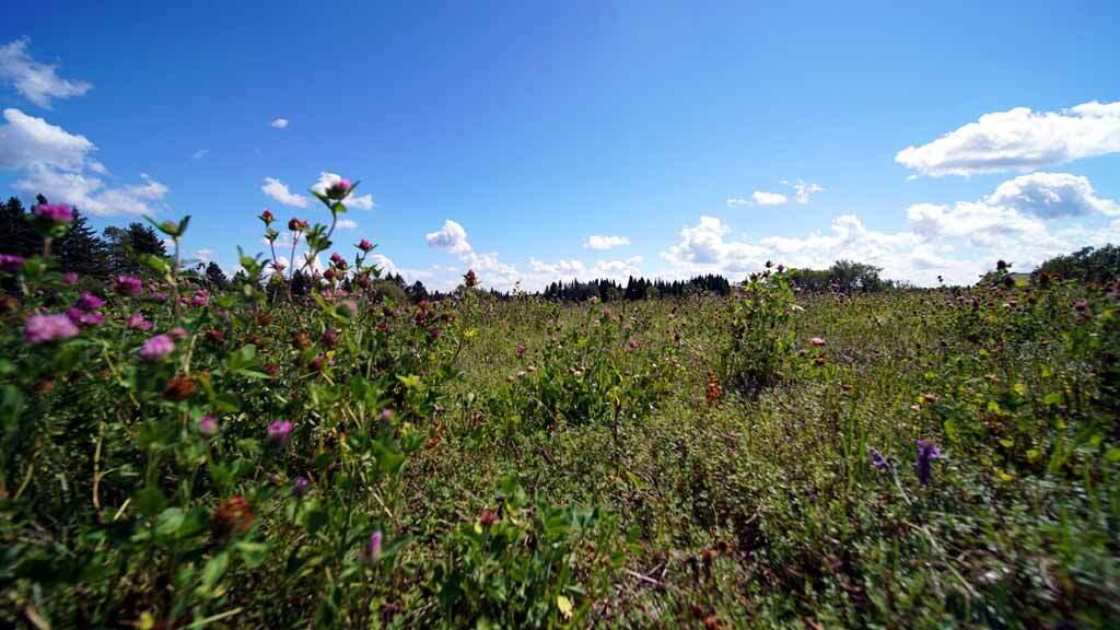 1025 Dyer Brook Road Dyer Brook, ME 04747 - Photo 30 of 39 dyer-brook-me-land