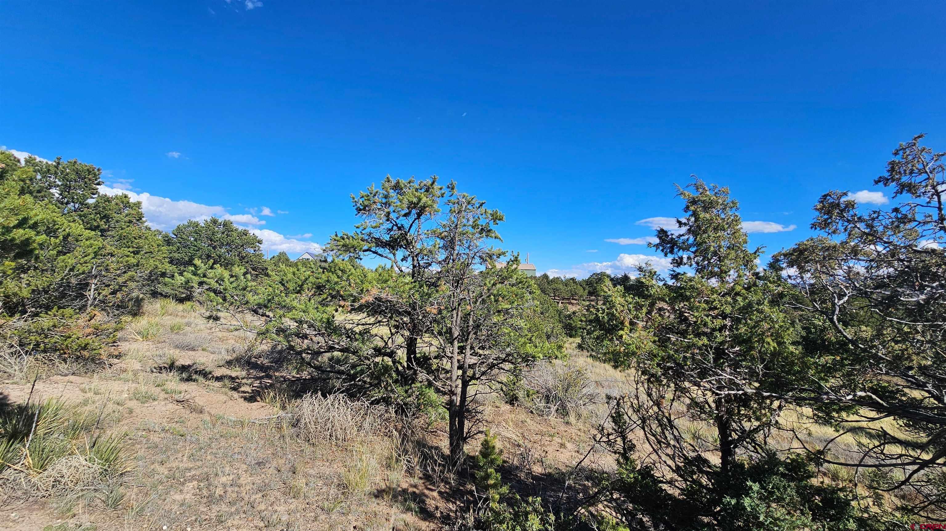 549 Milner Pass Road South Fork, CO 81154 - Photo 3 of 19 a view of a tree with a yard