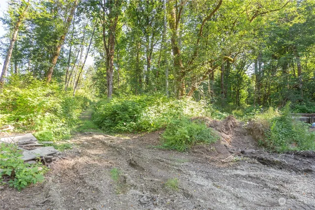 a view of a forest with lots of trees