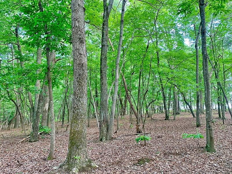 2334 Jackson Road Pilot Mountain, NC 27041 - Photo 4 of 14 mature mixed hardwood timber