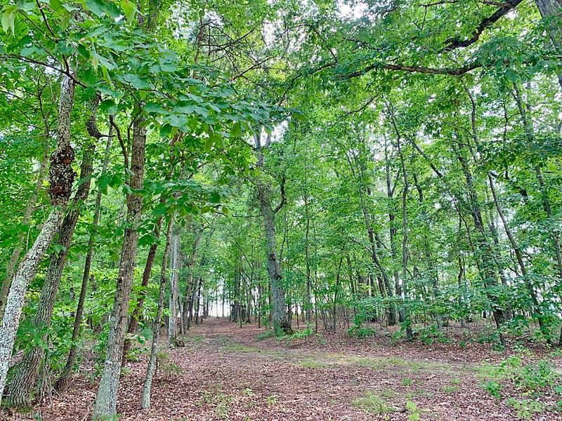 2334 Jackson Road Pilot Mountain, NC 27041 - Photo 7 of 14 very open understory